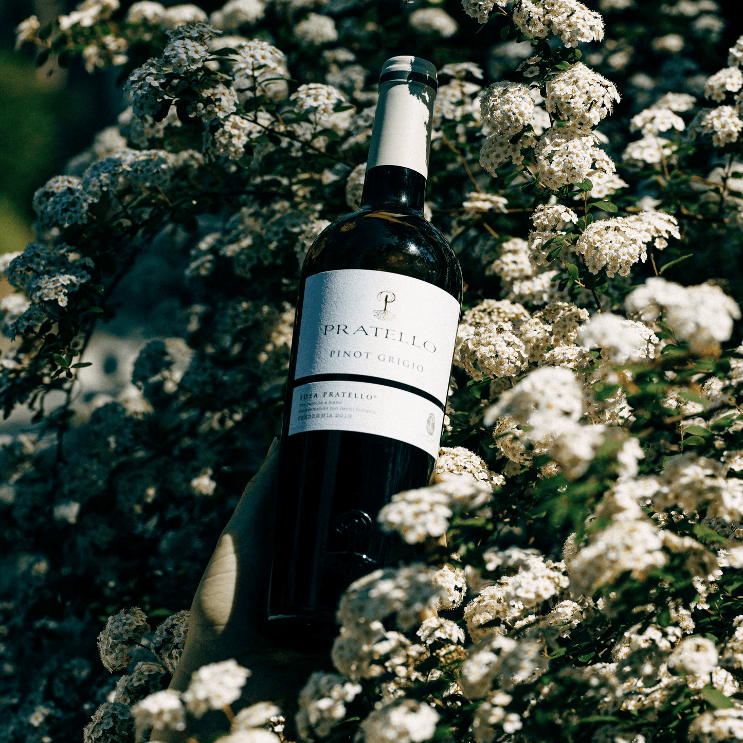 Pinot Grigio Annata 2023