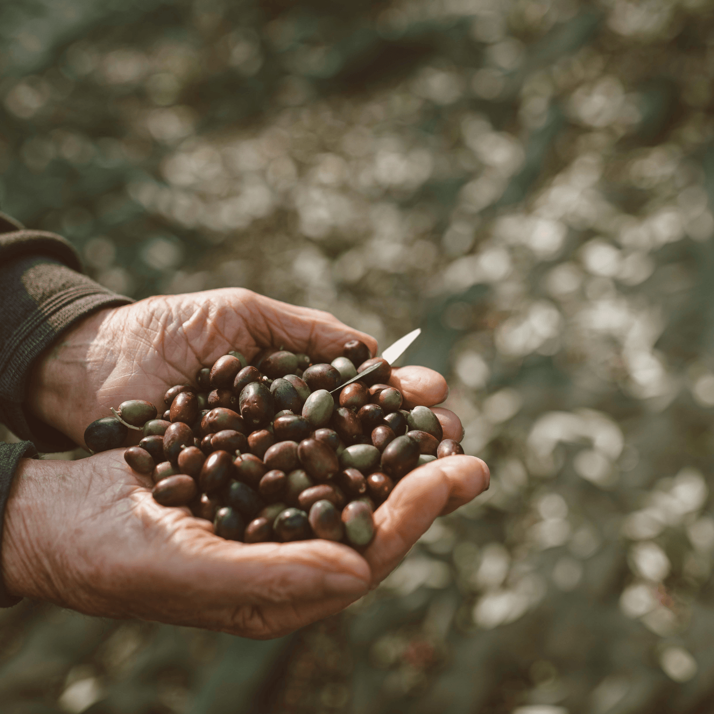 Olio Extravergine d'Oliva Blend Mille1